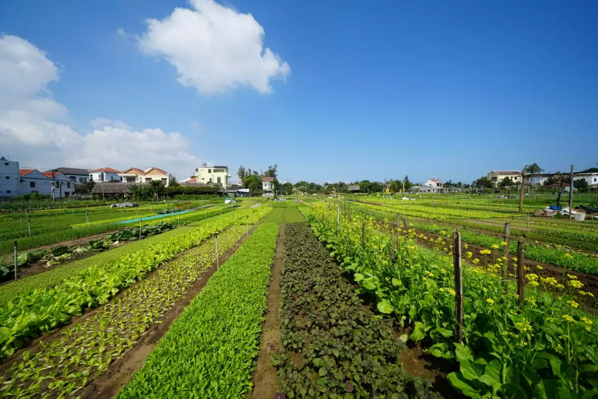 Làng rau Trà Quế